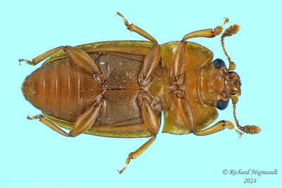 Sap-feeding Beetle - Epuraea avara m24 2