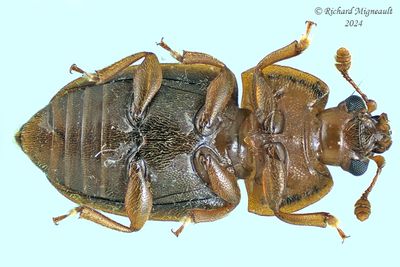 Sap-feeding Beetle - Epuraea m24 2