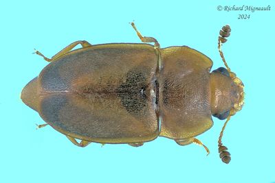 Sap-feeding Beetle - Epuraea terminalis m24 1