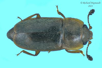 Sap-Feeding Beetle - Epuraea truncatella m24 1