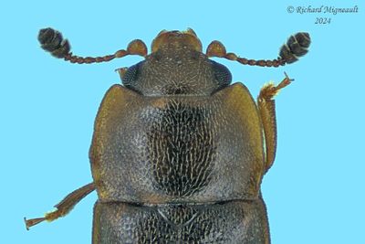 Sap-Feeding Beetle - Epuraea truncatella m24 2