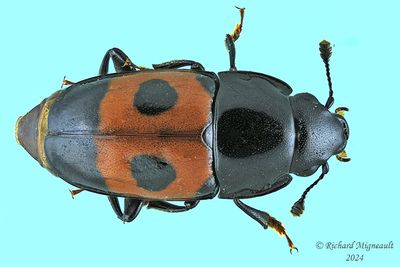 Sap-feeding beetle - Glischrochilus sanguinolentus m24