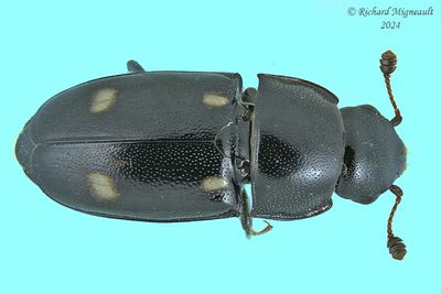 Sap-feeding Beetle - Glischrochilus siepmanni m24