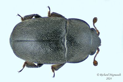 Sap-Feeding Beetle - Meligethinae sp m24 1
