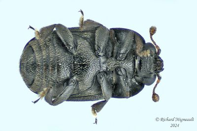 Sap-Feeding Beetle - Meligethinae sp m24 2