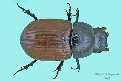 Scarab Beetle - Aphodius pedellus m24 1
