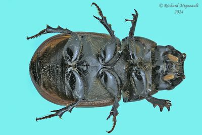 Scarab Beetle - Aphodius pedellus m24 2