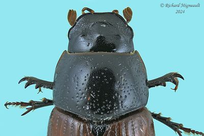 Scarab Beetles