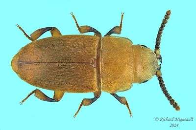 Silken Fungus Beetles