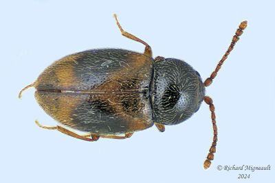 Silken Fungus Beetle - Atomaria ephippiata m24 1