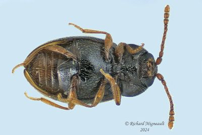 Silken Fungus Beetles
