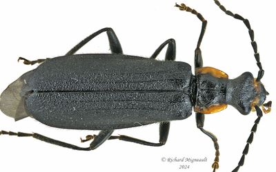 Soldier Beetle - Podabrus rugosulus m24 1