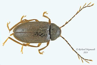 Toe-winged Beetle