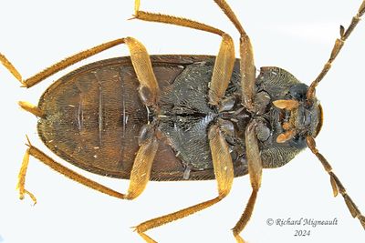 Toe-winged Beetle - Ptilodactyla carinata m242