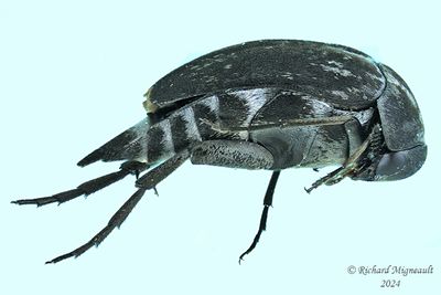 Tumbling Flower Beetle - Mordella atrata m24 1