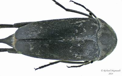 Tumbling Flower Beetle - Mordella atrata m24 2