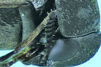 Tumbling Flower Beetles