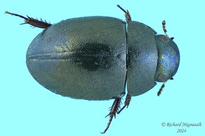 Water Scavenger Beetle - Anacaena sp 1