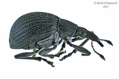 Weevil Beetle - Primitive Weevil - Oxystoma cerdo m24 31