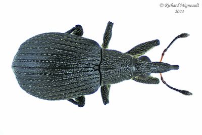 Weevil Beetle - Primitive Weevil - Oxystoma cerdo m24 2