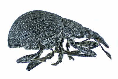 Weevil Beetle - Primitive Weevil - Oxystoma cerdo m24 1