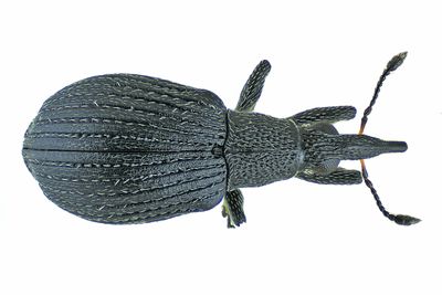 Weevil Beetle - Primitive Weevil - Oxystoma cerdo m24 2