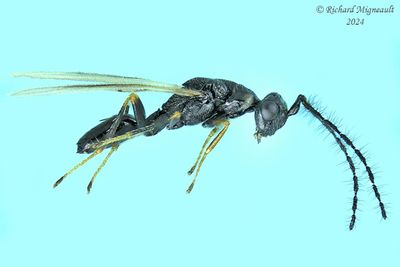 Eurytomidae - Subf Eurytominae sp11 m24 1