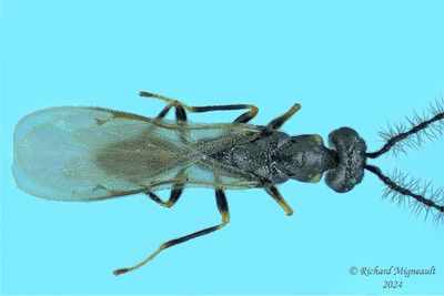 Eurytomidae - Subf Eurytominae sp11 m24 2
