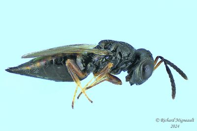 Pteromalid wasp sp13 m24 1