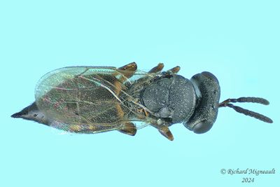 Pteromalid wasp sp13 m24 2