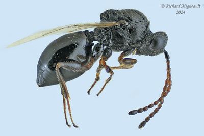 Cynipoidea - Figitidae sp1 m24 1