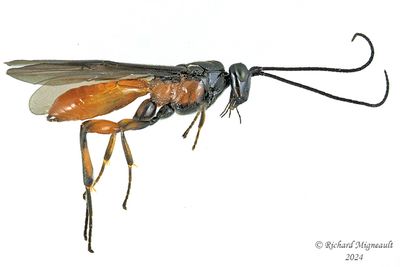 Family Braconid Wasps