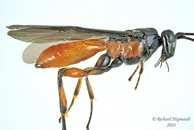 Braconid Wasp - Agathidinae sp m24 2