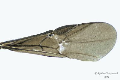 Subfamily Agathidinae