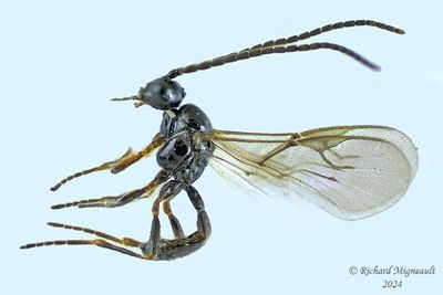 Braconid Wasps - Aphid Mummy Wasps m24 2.3mm 720 1 BG A167ff.jpg