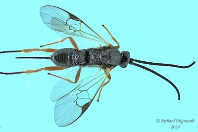 Braconid Wasp - Subfamily Microgastrinae sp10 m24 1