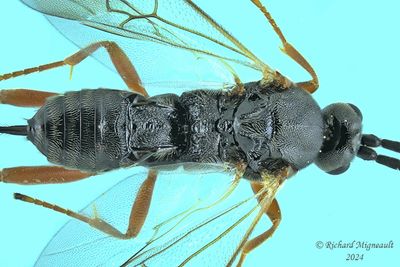 Braconid Wasp - Subfamily Microgastrinae sp10 m24 2