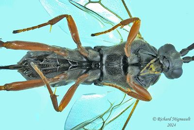Braconid Wasp - Subfamily Microgastrinae sp10 m24 3