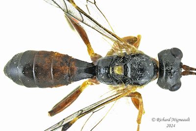 Ichneumon Wasp - Subf Tryphoninae - sp2 m24 6,1mm 622 2 BG A208ff.jpg