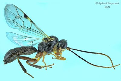 Ichneumon Wasp - Subf Tryphoninae - sp2 m24 6,1mm 622 1 BG A208ff.jpg
