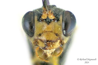 Ichneumon Wasp - Subf Tryphoninae - sp2 m24 6,1mm 622 3 BG A208ff.jpg