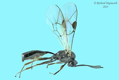 Parasitica Wasps m24 1