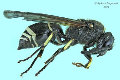 Potter and Mason Wasp - Ancistrocerus sp m24 1