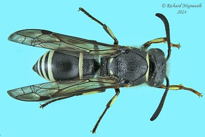 Potter and Mason Wasp - Ancistrocerus sp m24 2