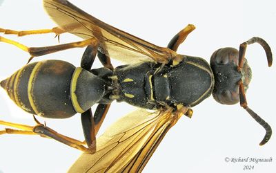 Vespidae - Polistes fuscatus m24 1