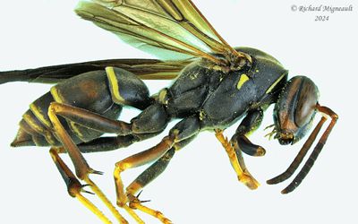 Vespidae - Polistes fuscatus m24 2