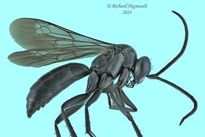 Spider Wasp - Pompilinae sp m24 1