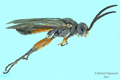 Common sawfly - Dolerus sp10 m24 1