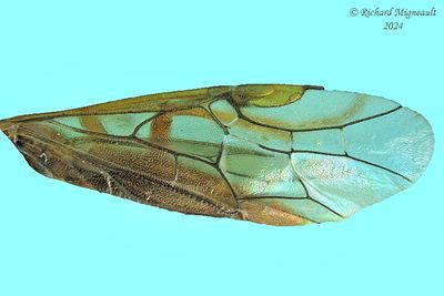 Common sawfly - Dolerus sp10 m24 2