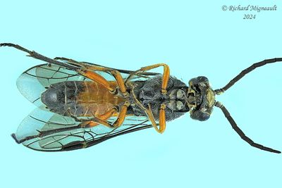 Common sawfly - Dolerus sp10 m24 3